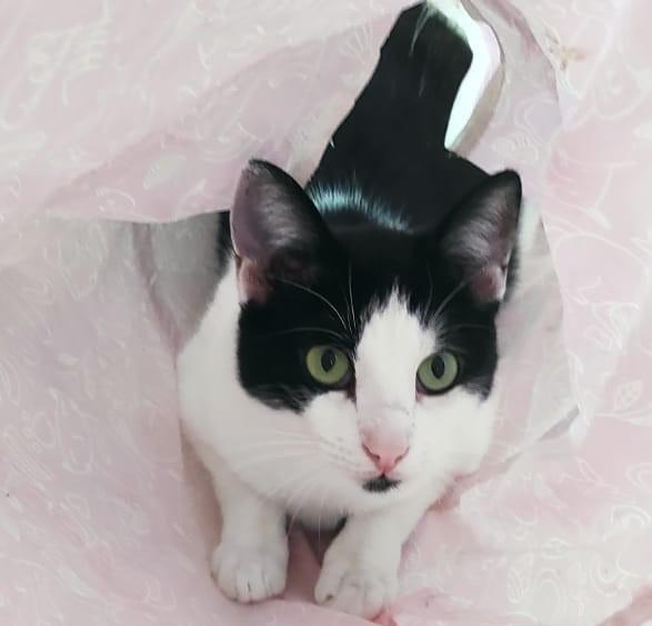 Zorro & Francesco, adozione di coppia Foto 5